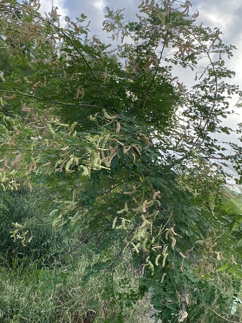Mexican Mimosa photo 5