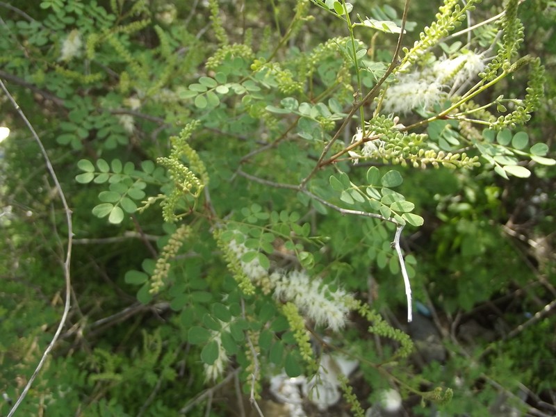 Mexican Mimosa photo 6