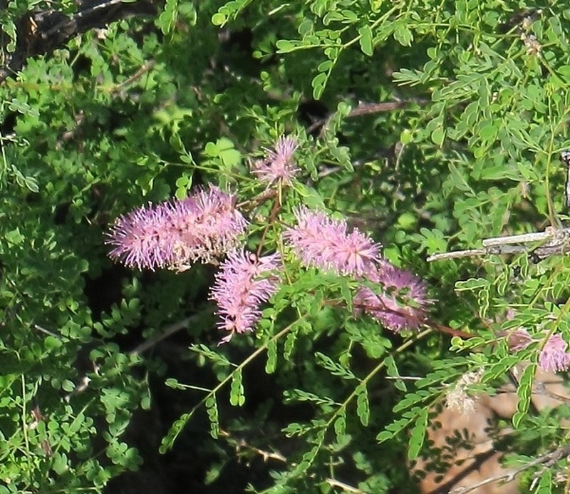 Mexican Mimosa photo 7