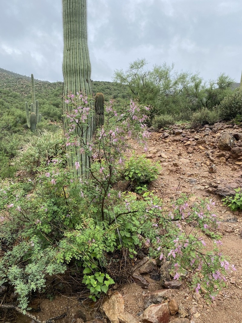 Mexican Mimosa photo 8