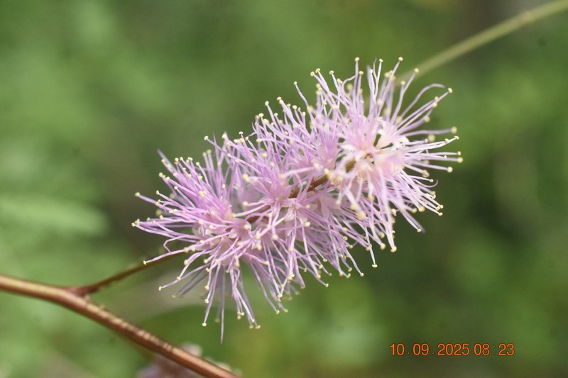 Mimosa distachya var. laxiflora