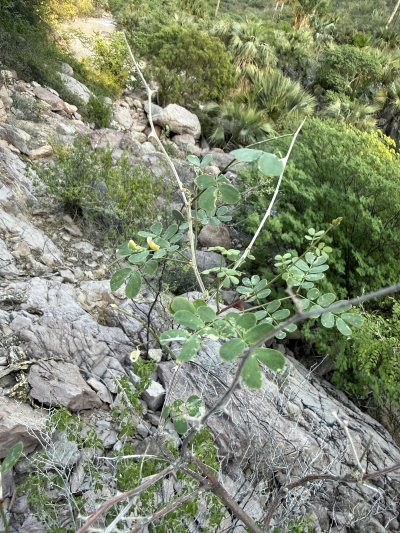 Mimosa distachya var. laxiflora photo 2