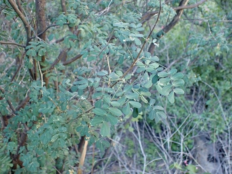 Mimosa distachya var. laxiflora photo 3