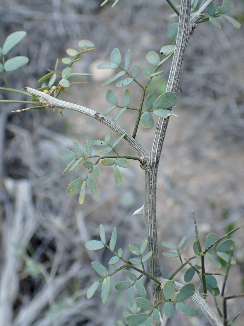 Mimosa distachya var. laxiflora photo 4