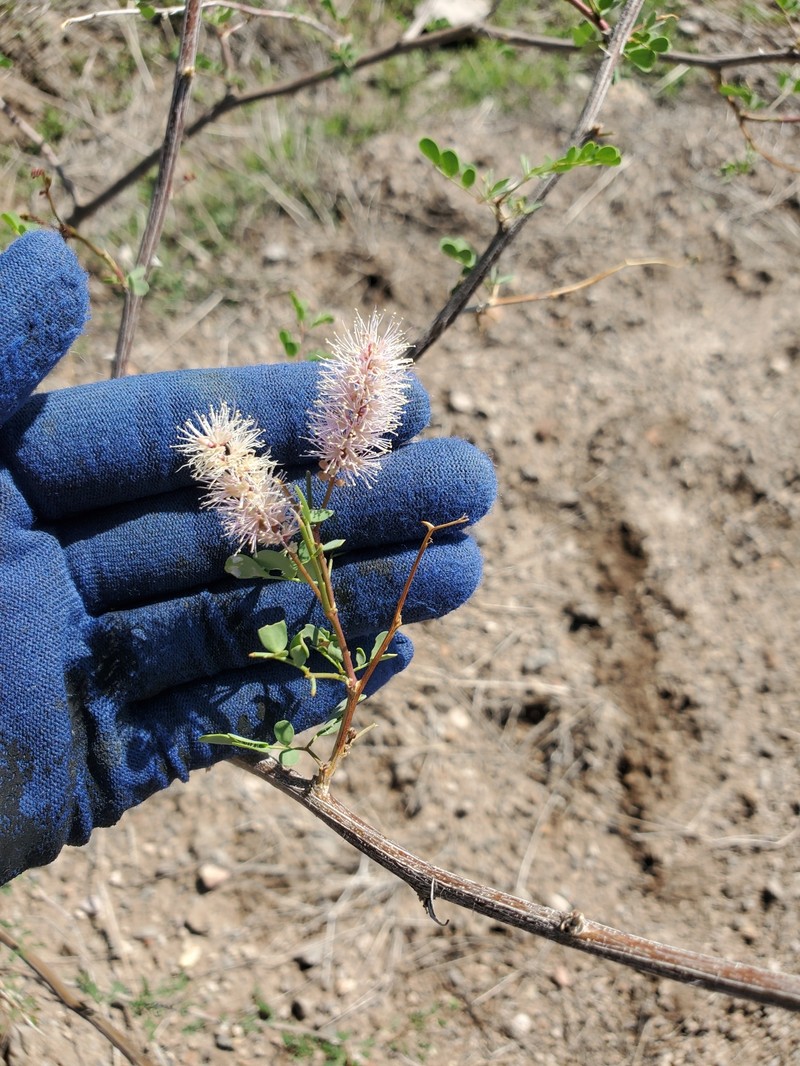 Mimosa distachya var. laxiflora photo 5