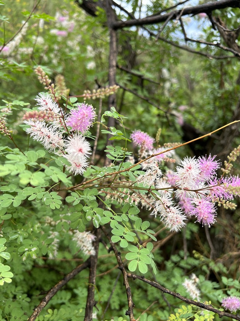 Mimosa distachya var. laxiflora photo 7