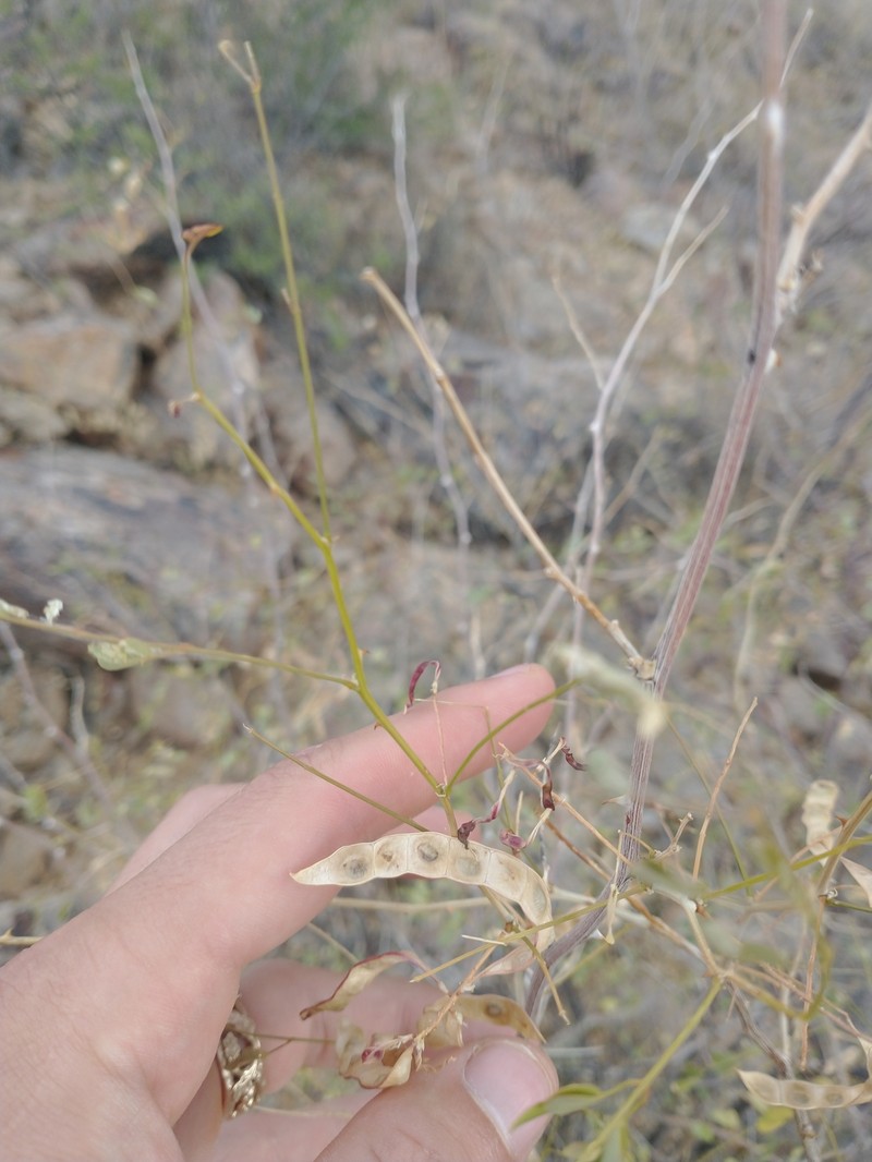 Mimosa distachya var. laxiflora photo 8
