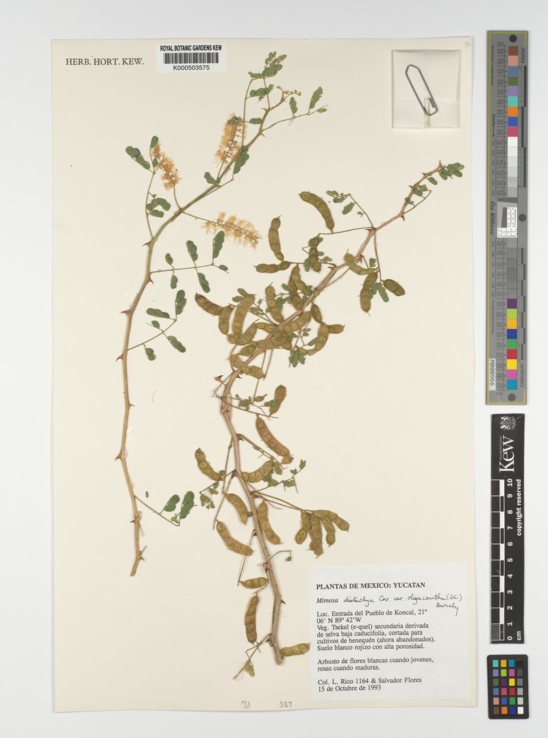Mimosa distachya var. oligacantha