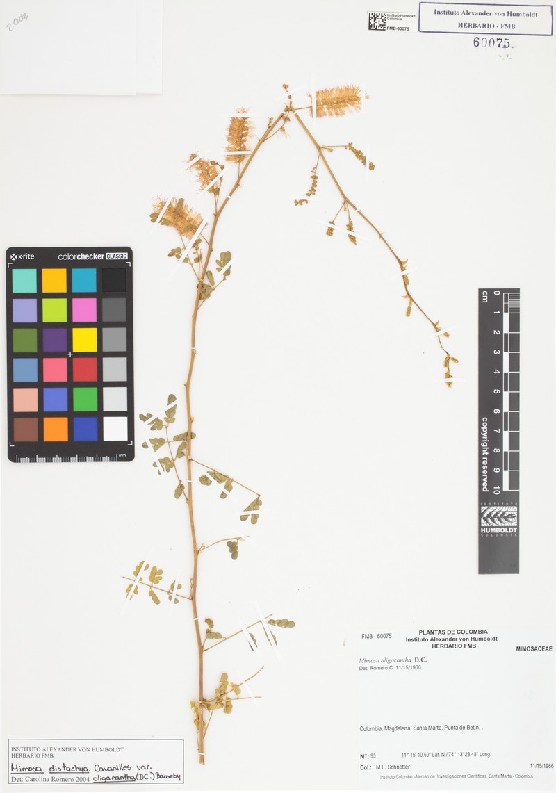Mimosa distachya var. oligacantha photo 2