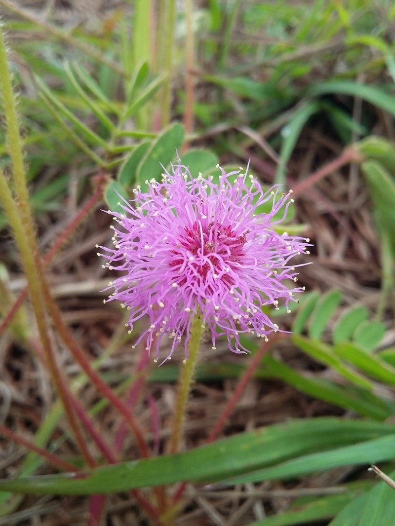 Mimosa distans