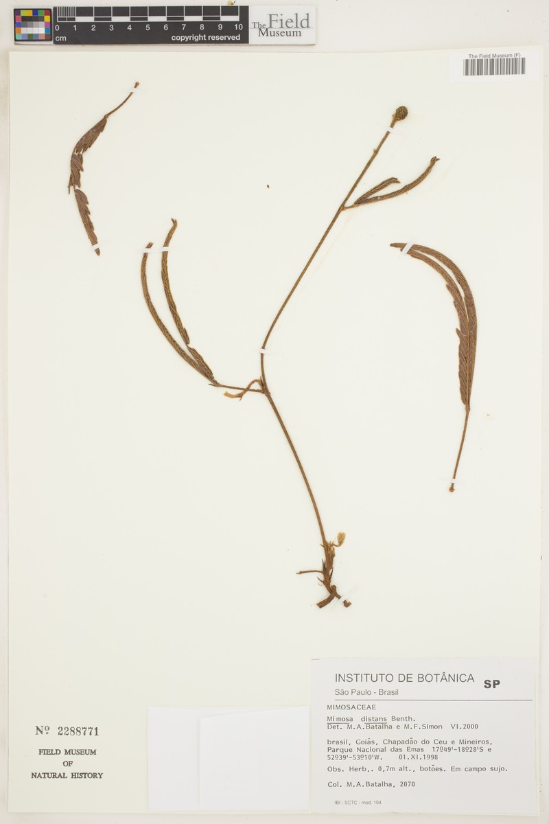Mimosa distans photo 2