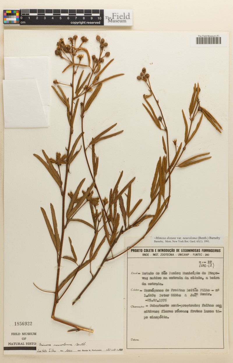 Mimosa distans var. neuroloma