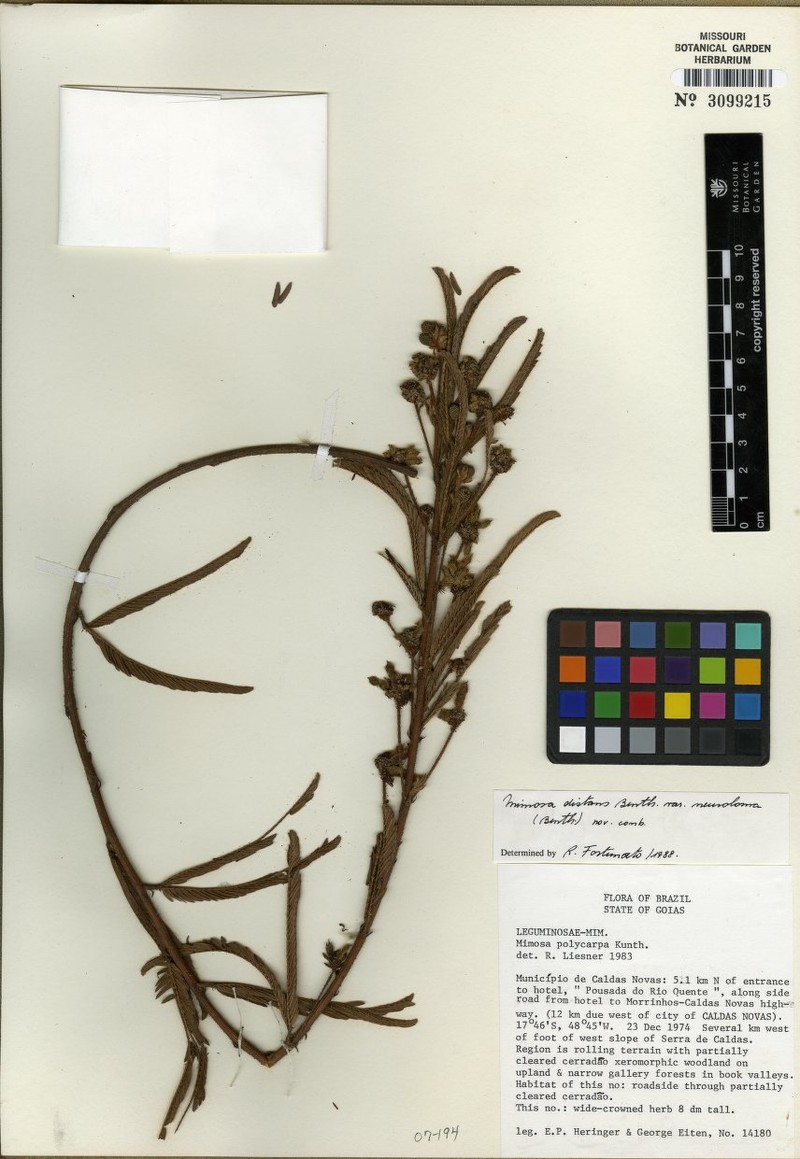 Mimosa distans var. neuroloma photo 2