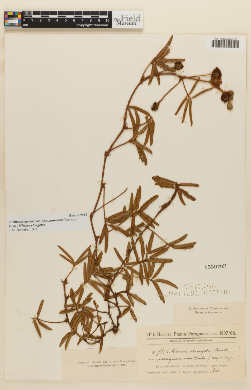 Mimosa distans var. paraguariensis