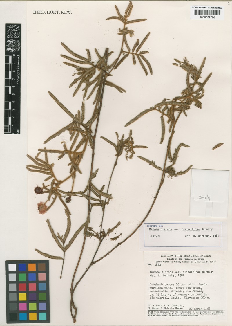 Mimosa distans var. planaltinae