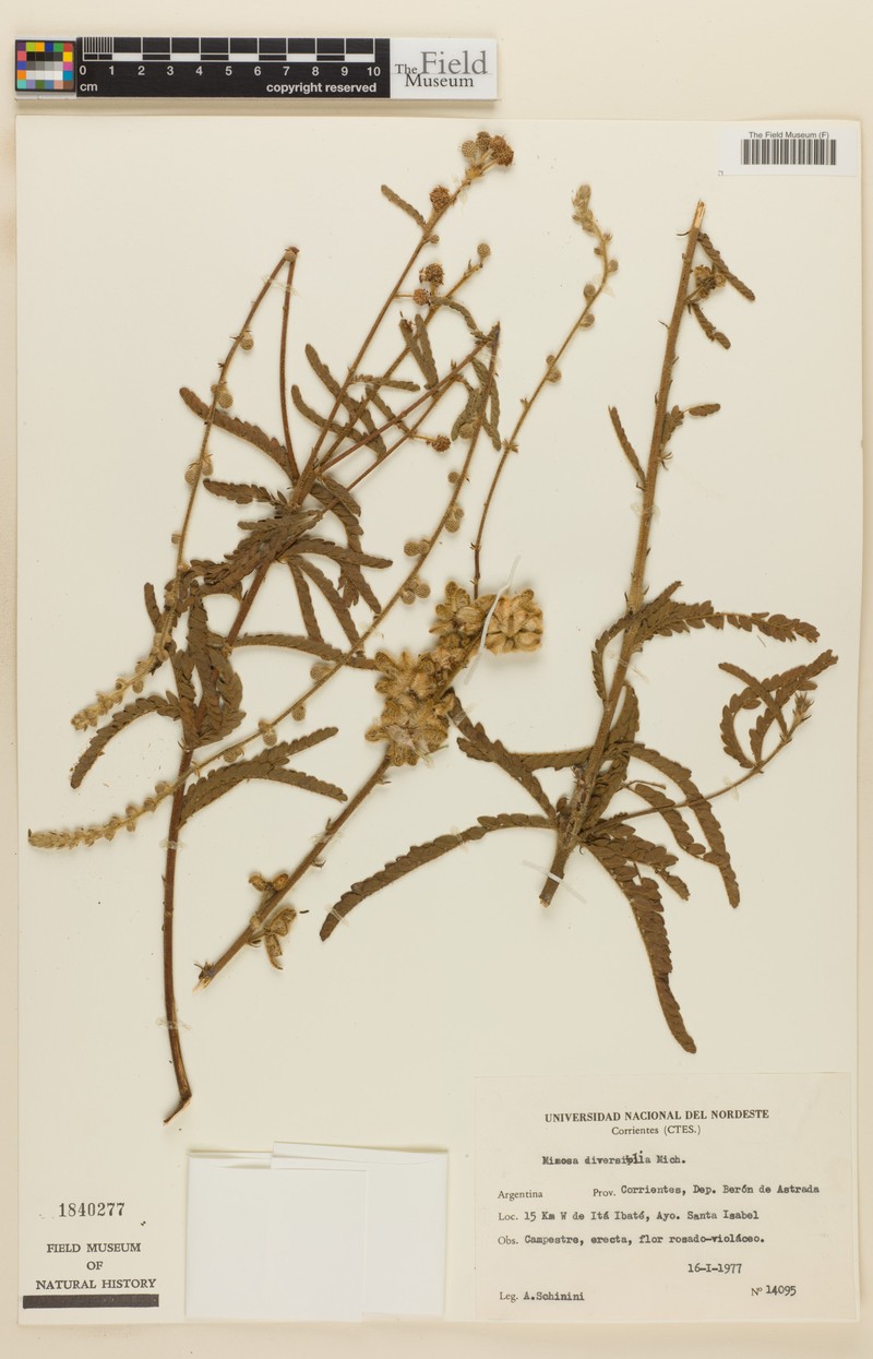Mimosa diversipila