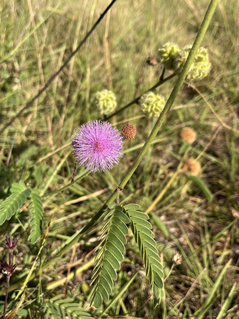 Mimosa dolens photo 2