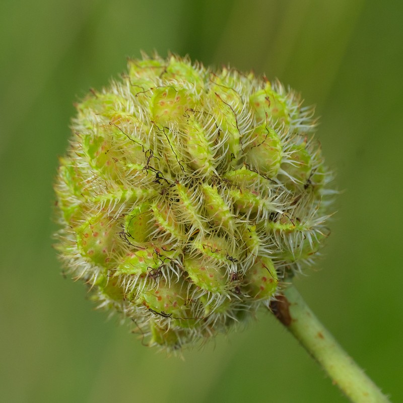 Mimosa dolens photo 3