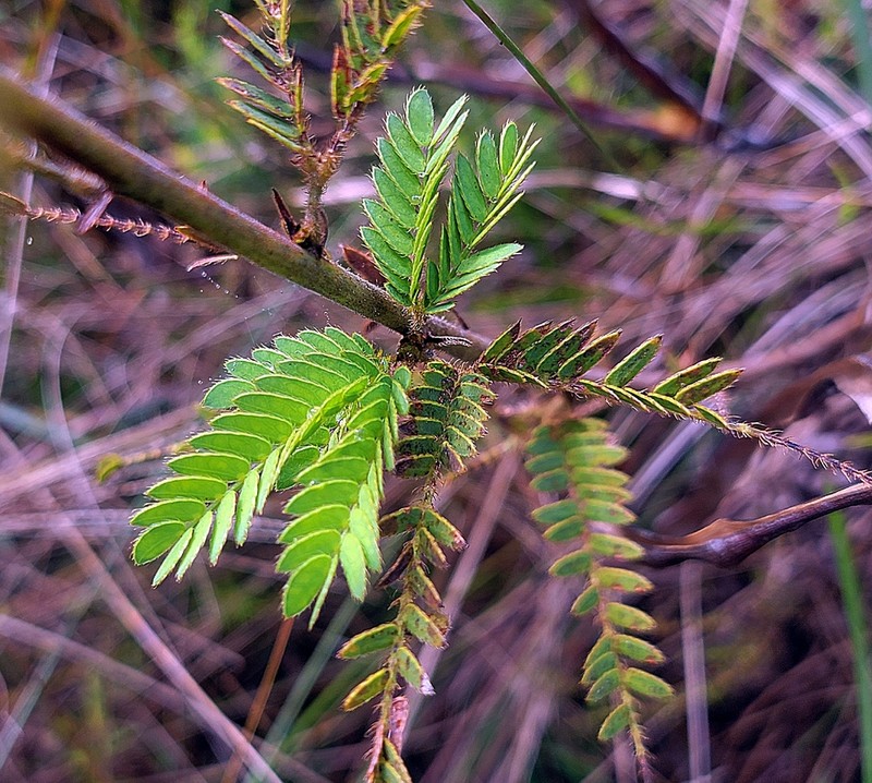 Mimosa dolens photo 6