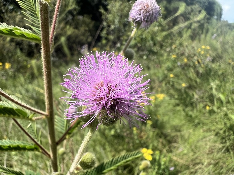 Mimosa dolens photo 8