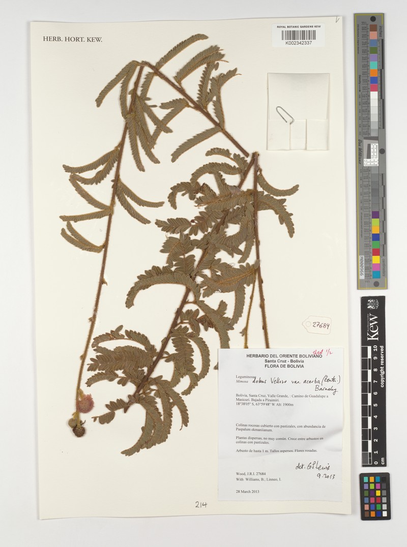 Mimosa dolens subsp. acerba