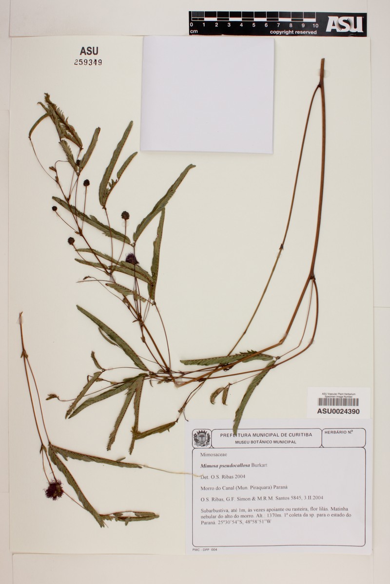 Mimosa dolens subsp. callosa