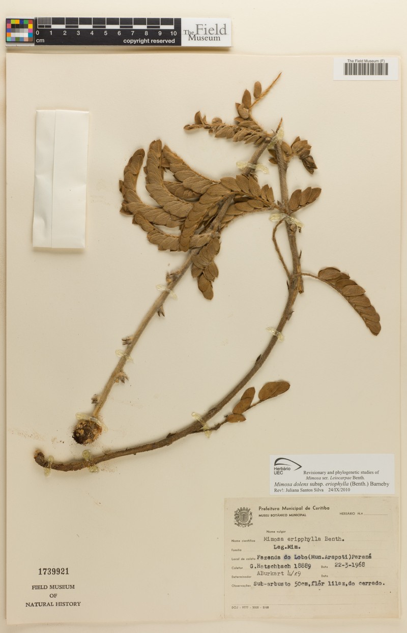 Mimosa dolens subsp. eriophylla