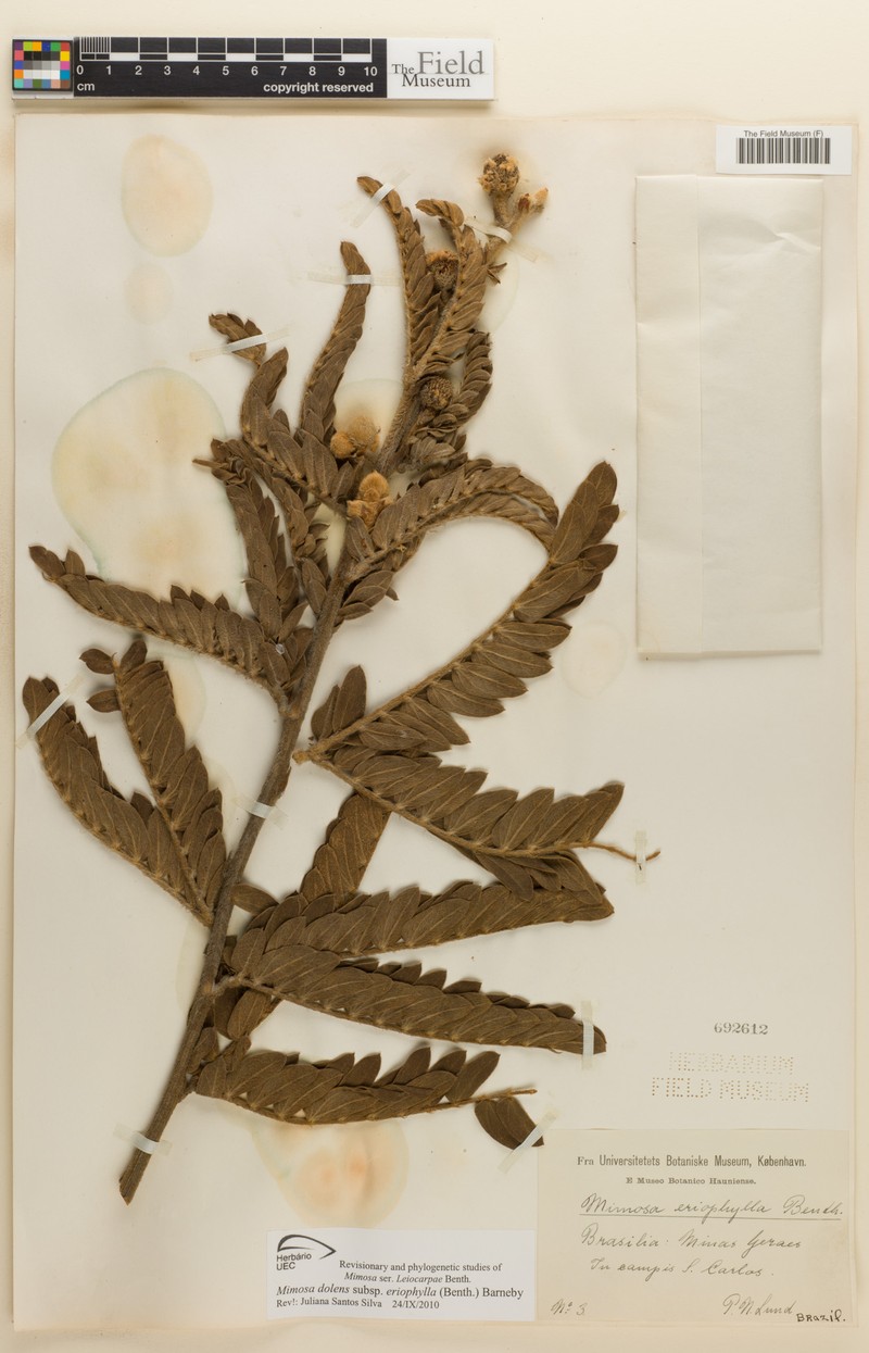 Mimosa dolens subsp. eriophylla photo 2