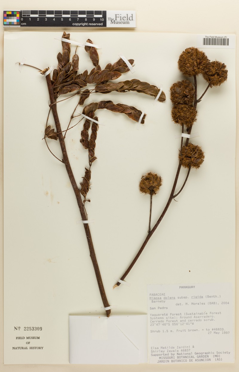 Mimosa dolens subsp. rigida