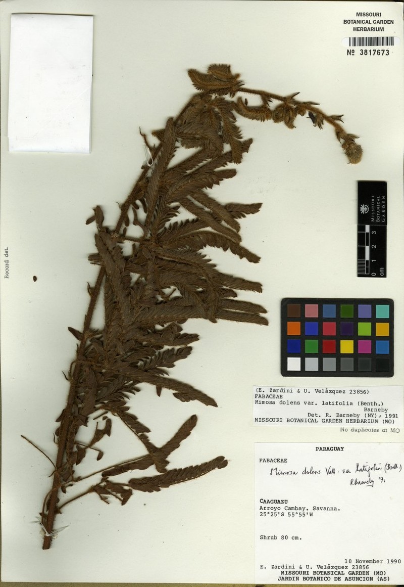 Mimosa dolens var. latifolia