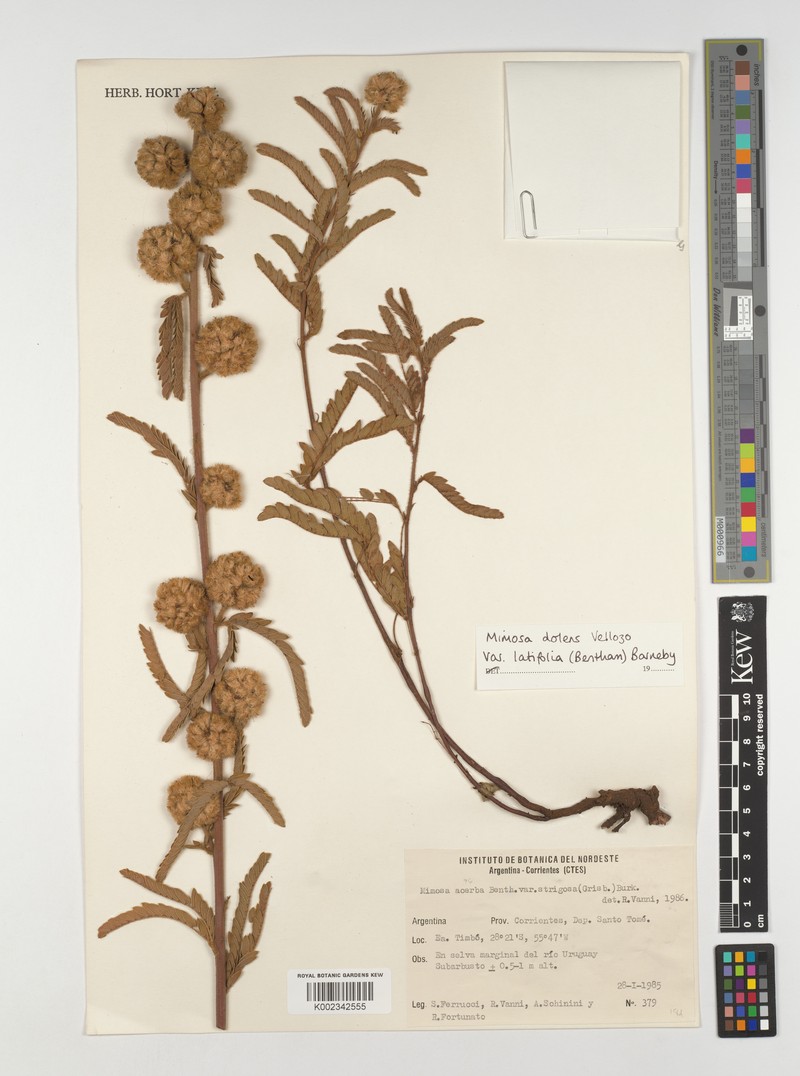 Mimosa dolens var. latifolia photo 2