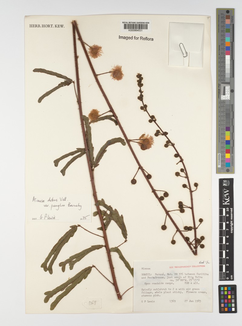 Mimosa dolens var. pangloea