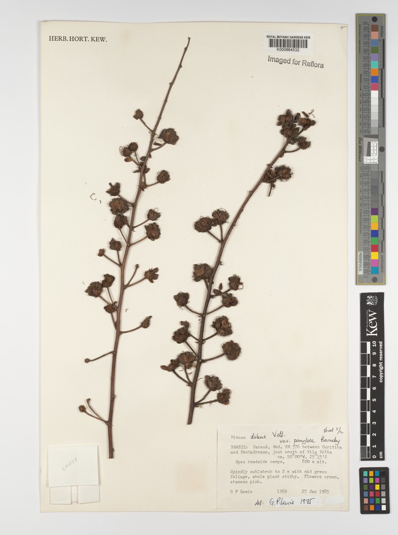 Mimosa dolens var. pangloea photo 2