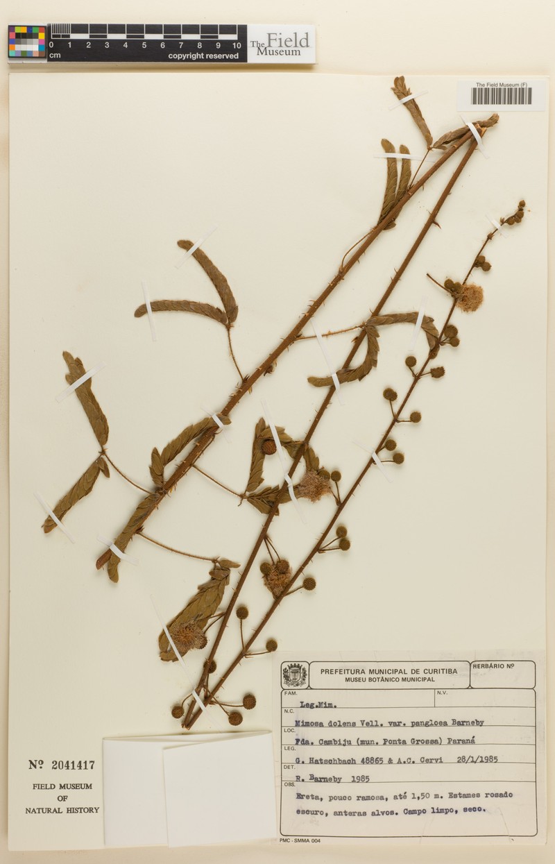 Mimosa dolens var. pangloea photo 3