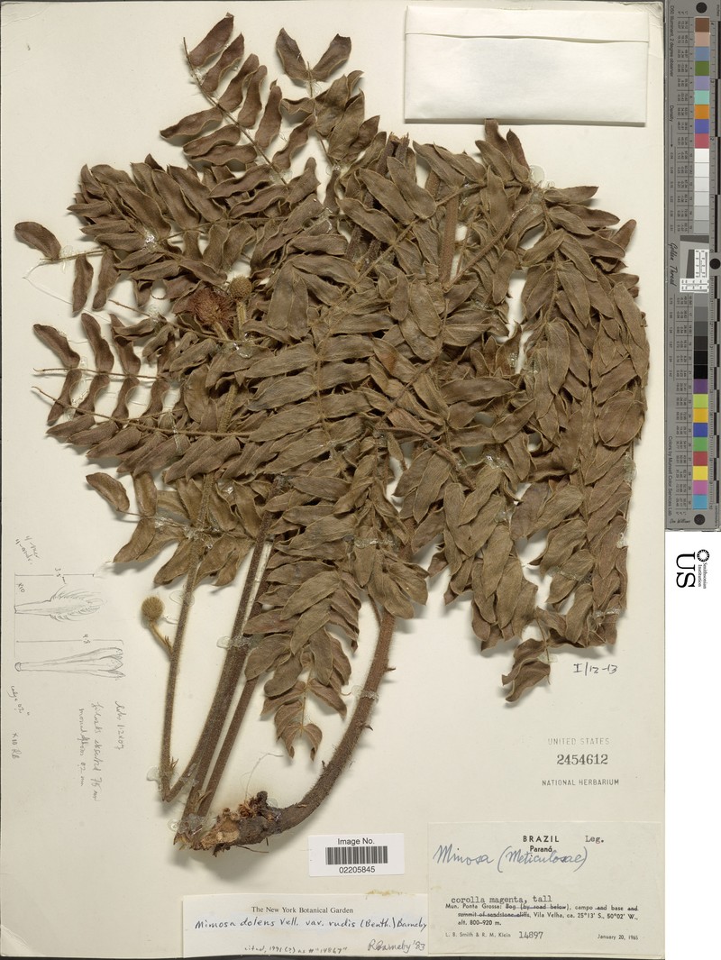 Mimosa dolens var. rudis