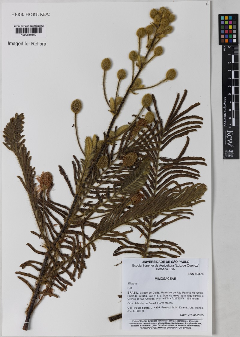 Mimosa dominarum
