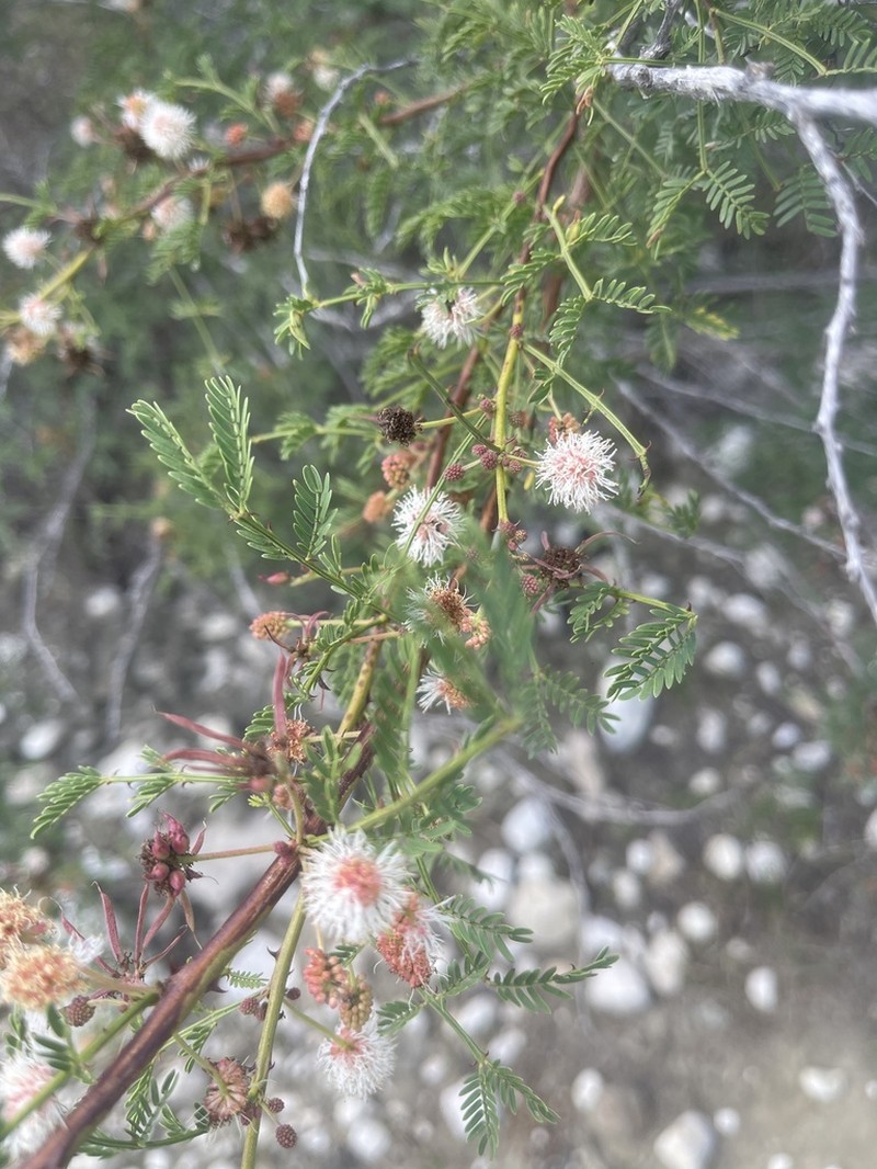 Mimosa domingensis
