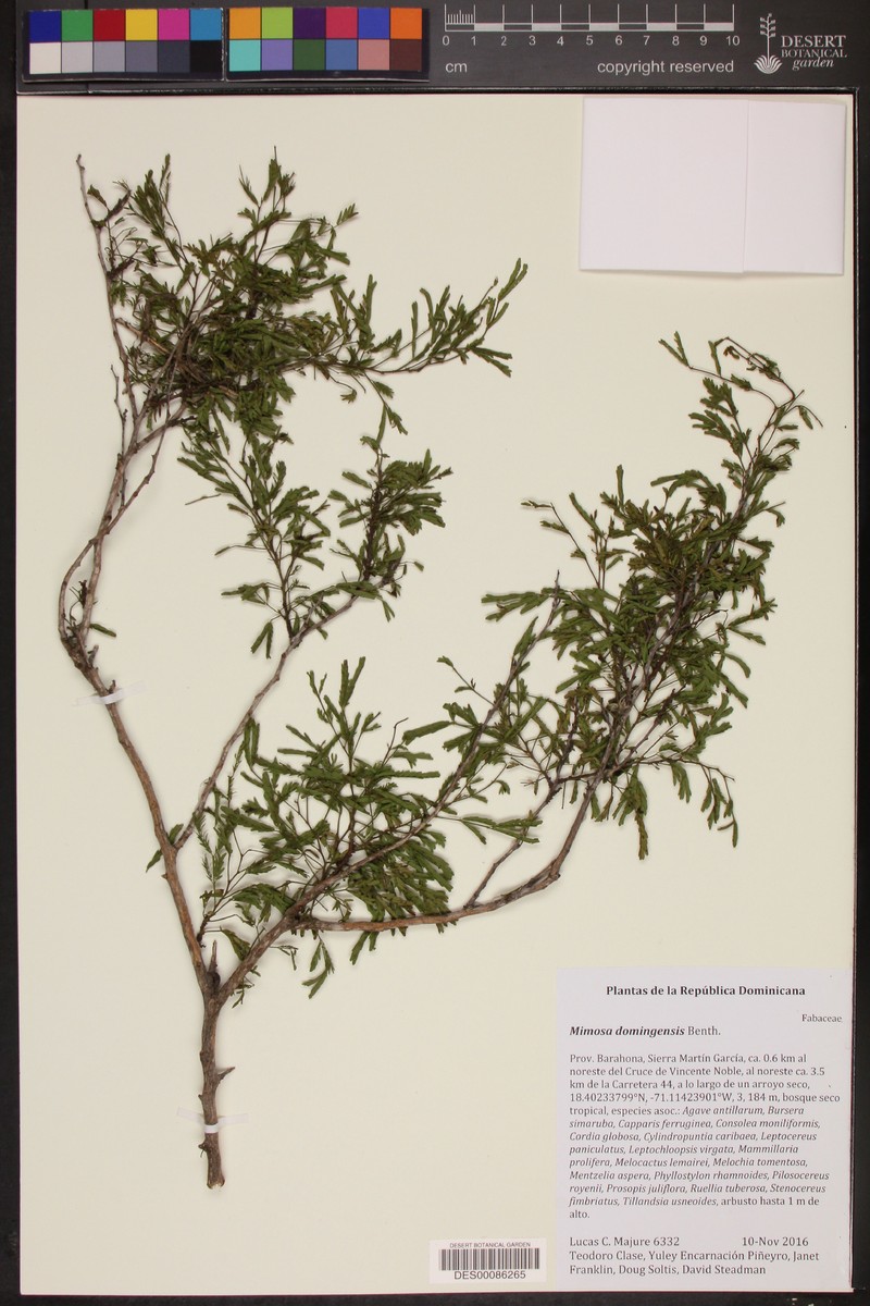 Mimosa domingensis photo 2