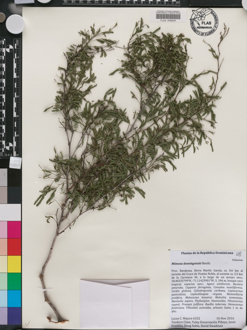 Mimosa domingensis photo 3