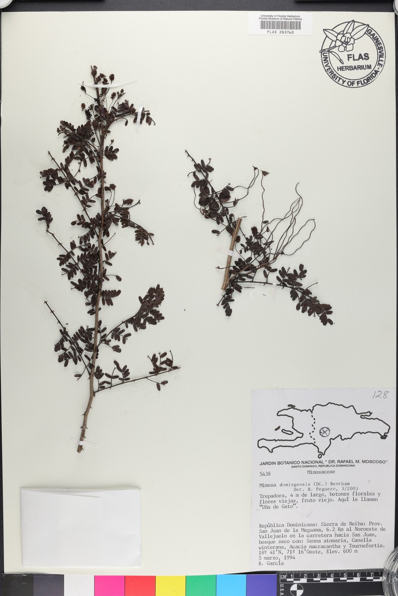 Mimosa domingensis photo 4