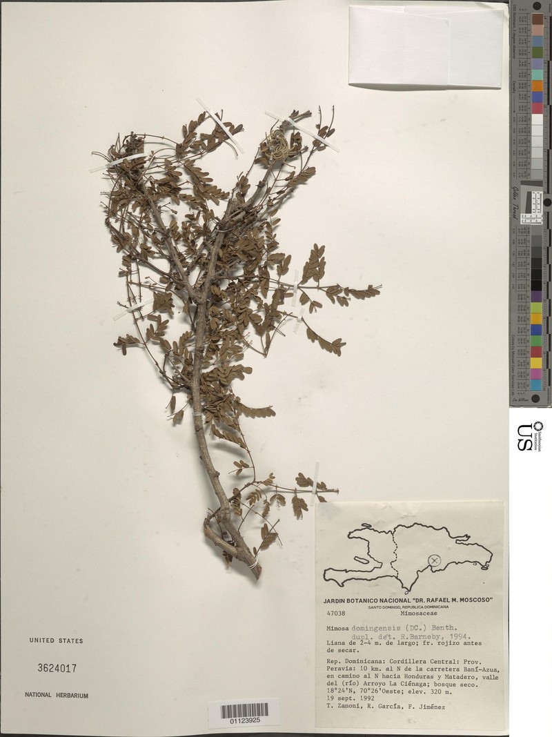 Mimosa domingensis photo 5