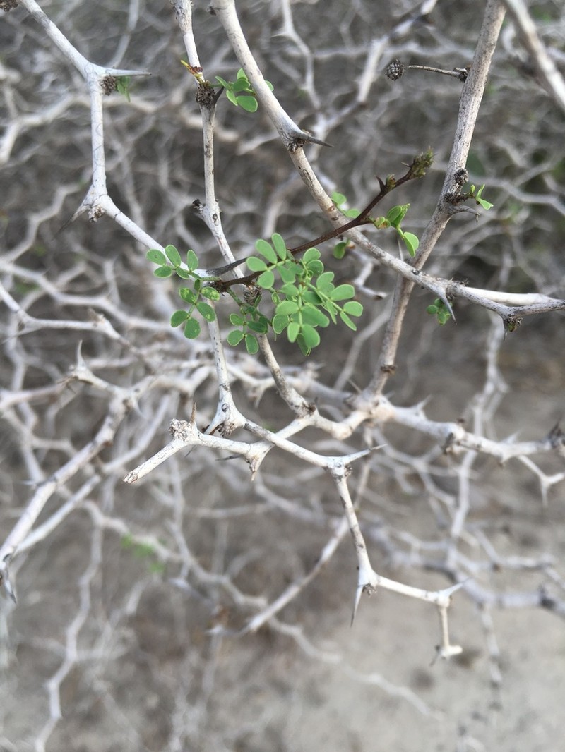 Mimosa dupuyana photo 2