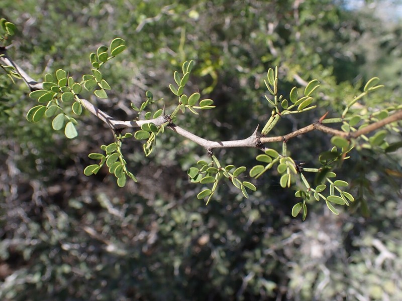 Mimosa dupuyana photo 4