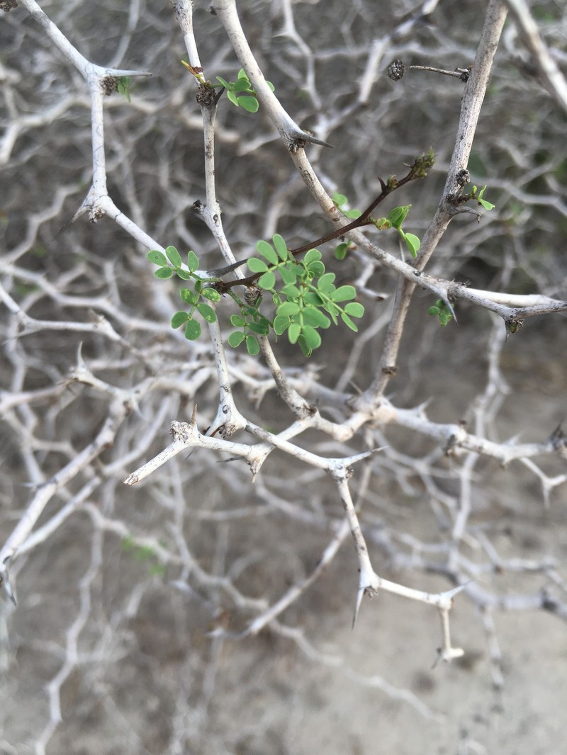 Mimosa dupuyana photo 5