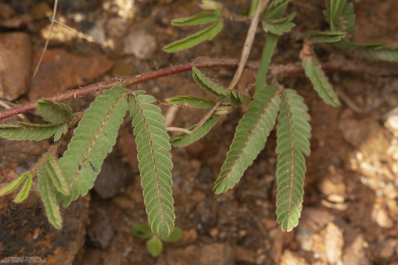 Mimosa dutrae
