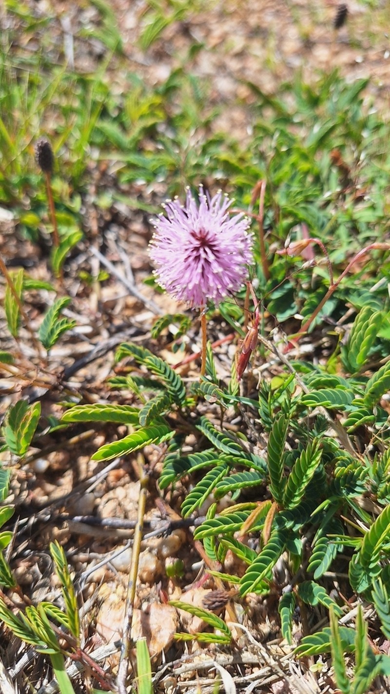 Mimosa dutrae photo 2