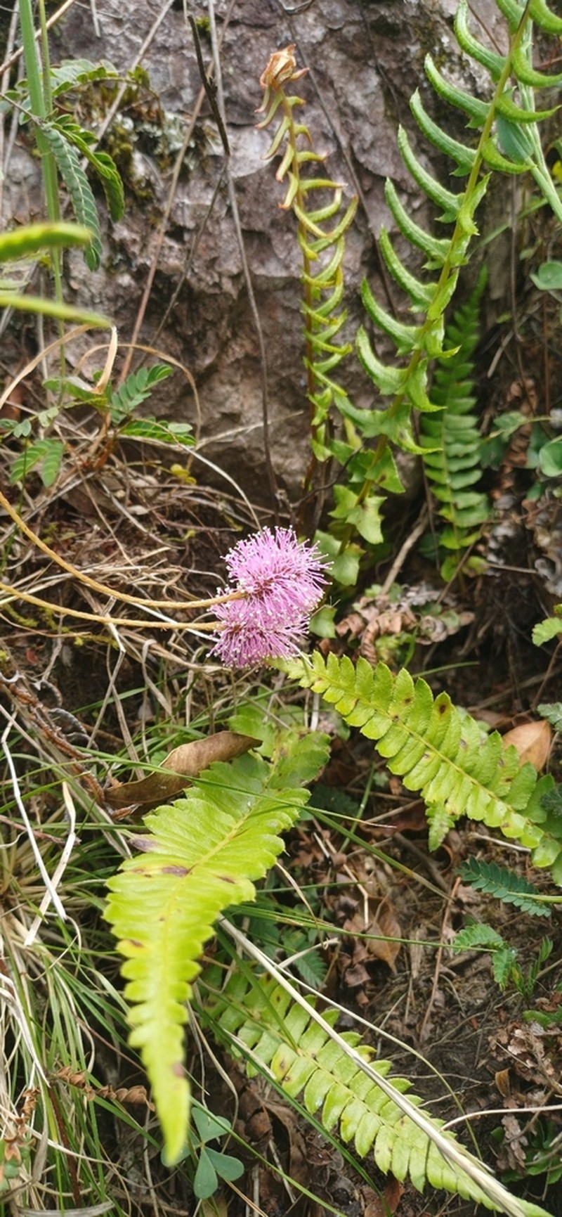 Mimosa dutrae photo 3