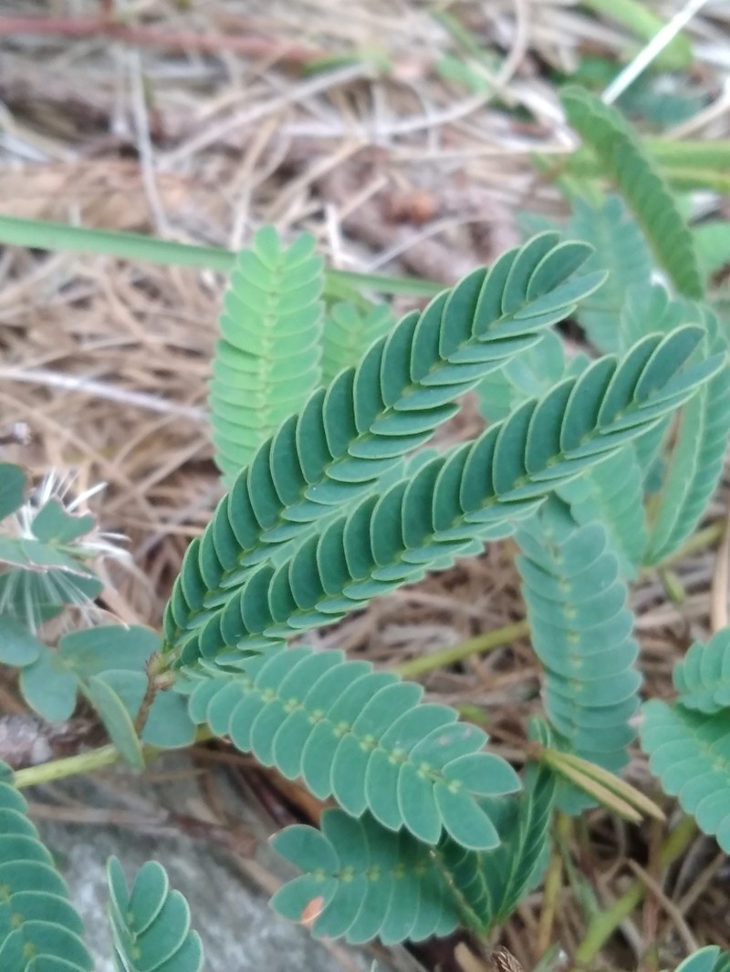 Mimosa dutrae photo 4