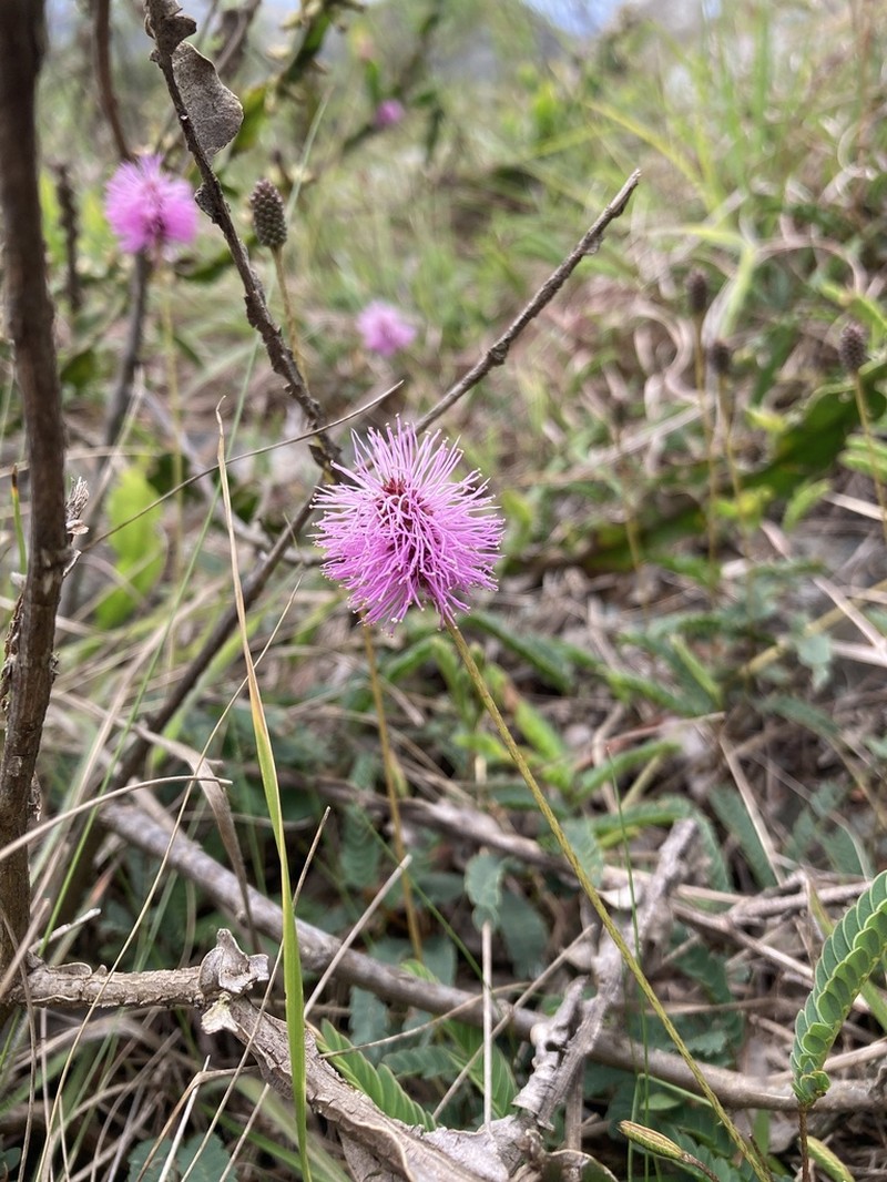 Mimosa dutrae photo 8