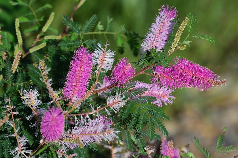 Velvetpod Mimosa